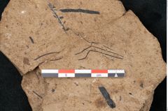 Foto (Detailansicht) von Pinus palaeostrobus Ettingshausen (NHMW-GEO-2024-0188-8264)